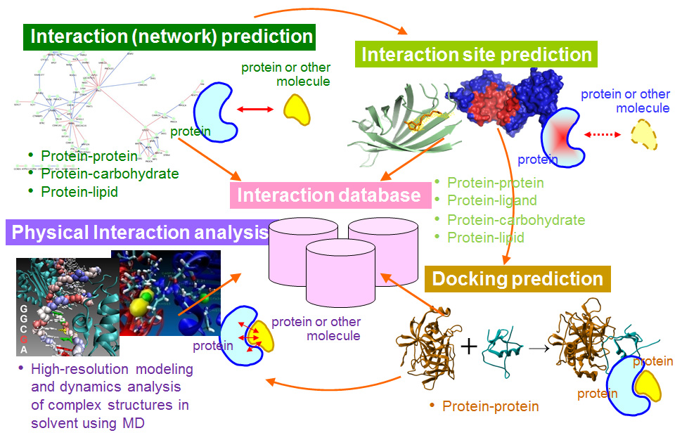 Protein interaction predictions