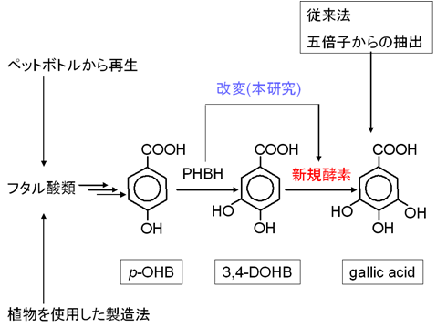 黄色ブドウ球菌のヘム輸送機構の解明