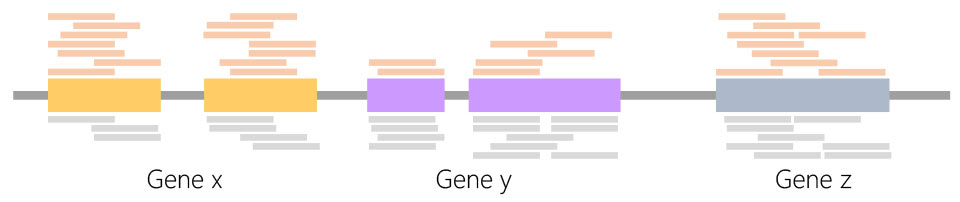 ゲノム解析、トランスクリプトーム解析